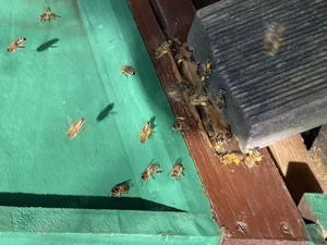 8 Starke und sanftmütige Carnica Bienenvölker auf Zander Bild 2
