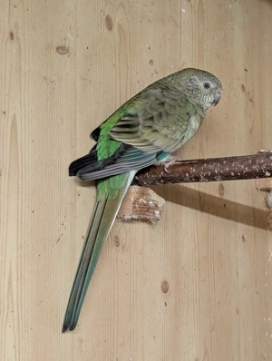 Singsittich zu verschenken (nur für Voliere)