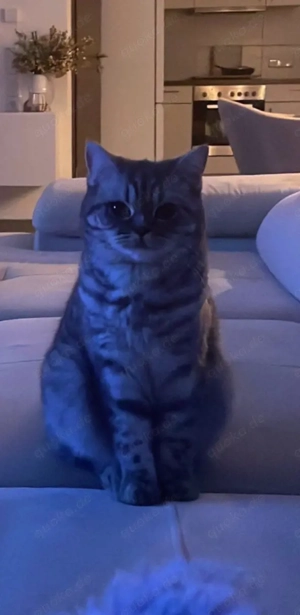 Nala sucht ein Zuhause