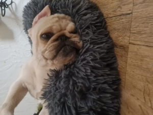 Mops Rüde creme