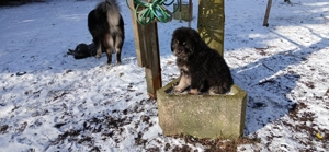 Do khyi Welpen aus VDH-Zucht  Bild 10