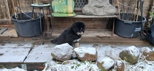 Do khyi Welpen aus VDH-Zucht  Bild 6