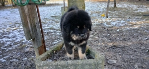 Do khyi Welpen aus VDH-Zucht  Bild 9