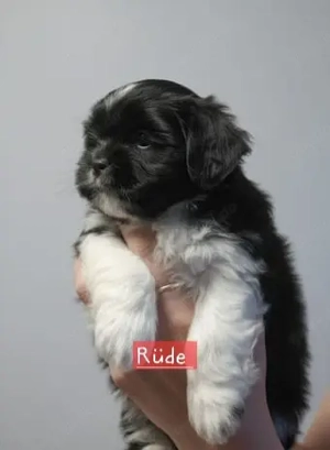 Welpen Shih Tzu 