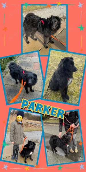 hübscher, lieber, aktiver, verspielter Rüde "Parker" sucht ein schönes Zuhause 