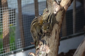 Baumstreifenhörnchen Männchen Bock von 2025
