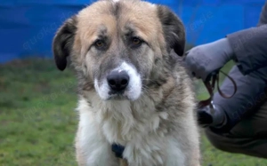 Swantje   eine sanfte Hüterin			