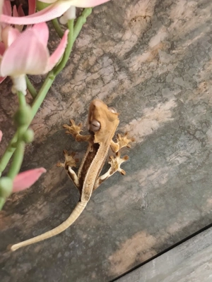 Kronengecko Lilly white