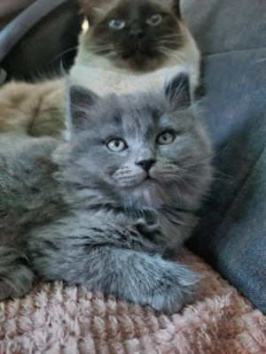Kitten grau Birma Bkh 