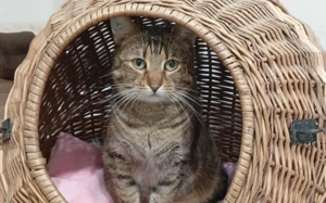 Marbella: verspielt, verschmust, vermittlungsbereit! Bild 4