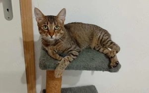 Marbella: verspielt, verschmust, vermittlungsbereit! Bild 2