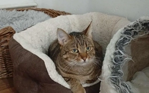 Marbella: verspielt, verschmust, vermittlungsbereit! Bild 3