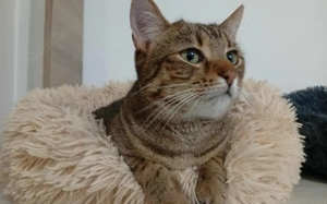 Marbella: verspielt, verschmust, vermittlungsbereit! Bild 6