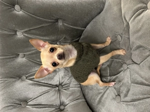 Chihuahua Rüde