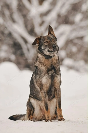 Liebe Leyla sucht ein neues Zuhause