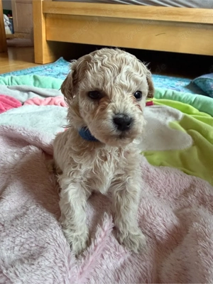 Maltipoo Bichonpoo... Eltern mit Ahnentafel Bild 3