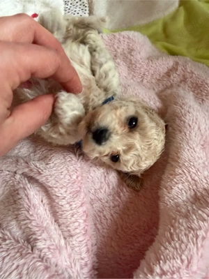 Maltipoo Bichonpoo... Eltern mit Ahnentafel Bild 5