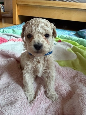 Maltipoo Bichonpoo... Eltern mit Ahnentafel Bild 4