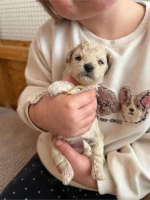 Maltipoo Bichonpoo... Eltern mit Ahnentafel Bild 2