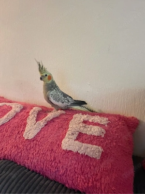 Zwei zahme Nymphensittiche (2 Jahre alt) in liebevolle Hände abzugeben