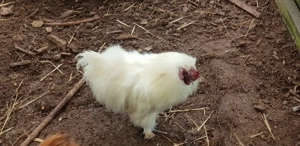 zwergseidenhähne  zu verschenken 