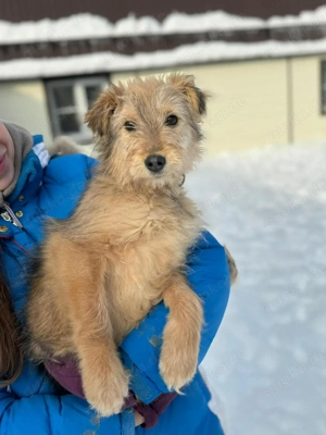 Süße Polly sucht liebevolle Familie
