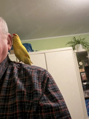 Zigensittiche Handzahm 