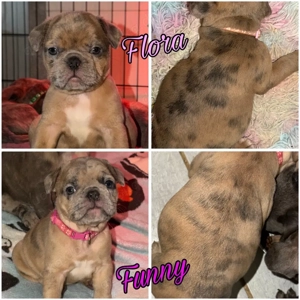 Nur noch 2 unserer Alternativ Bulldog Welpen ( Frenchie x OEB ) Bulldogge mit Ahnentafel 
