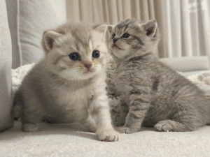 Zwei kleine Herzchen suchen ihr Für-immer-Zuhause 