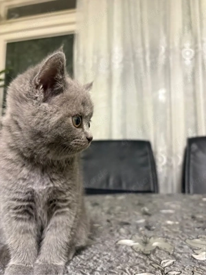    Reinrassige Britisch Kurzhaar (BKH) Kitten suchen liebevolles Zuhause   