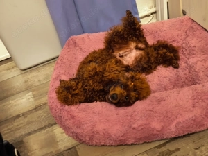 Zwergpudel-Rüde in "Red" sucht sein Glück!  Bild 3