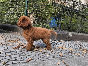 Zwergpudel-Rüde in "Red" sucht sein Glück!  Bild 5