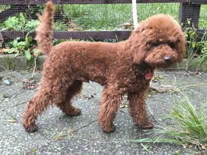 Zwergpudel-Rüde in "Red" sucht sein Glück!  Bild 4