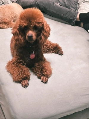 Zwergpudel-Rüde in "Red" sucht sein Glück!  Bild 2