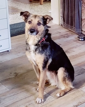 Sportliche Kuschelmaus COSMINA (5 Jahre) sucht ihre Menschen