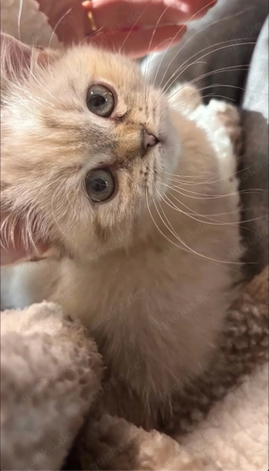 Süßes BKH Kätzchen zu verkaufen