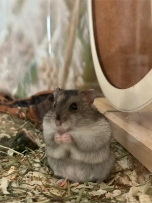 Zwerghamster mit Nagarium 