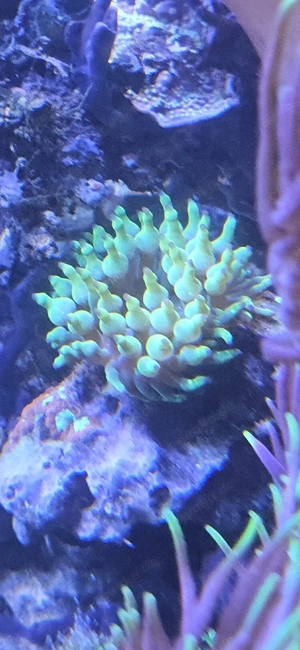 Meerwasser Anemone Bild 3