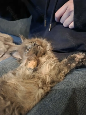 Super süsse XL Maine Coons suchen ein Zuhause auf Lebzeiten!!!!