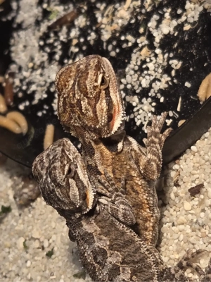 Bartagamen Jungtiere  Bild 3