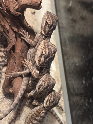 Bartagamen Jungtiere 