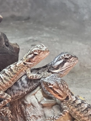 Bartagamen Jungtiere  Bild 2