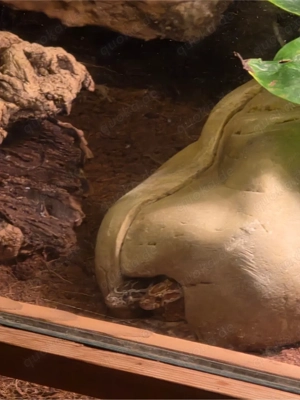 Kornnatter Pärchen abzugeben 