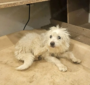 Kuschelmaus Balisto möchte wieder ein Zuhause  Bild 2