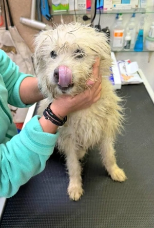 Kuschelmaus Balisto möchte wieder ein Zuhause  Bild 3