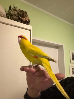 zigensittich handzahme