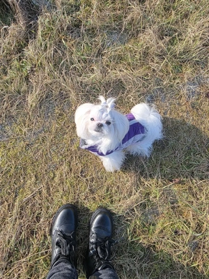 suchen Hundefreunde   Bild 2