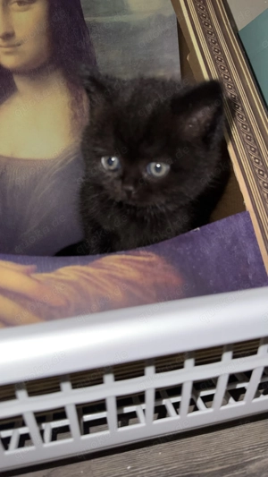 Britische kurz Haar kitten  Bild 5