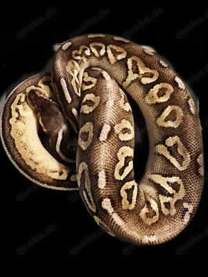 Königspython weibchen 0.1