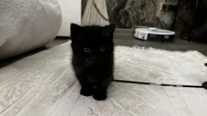 Britische kurz Haar kitten  Bild 4